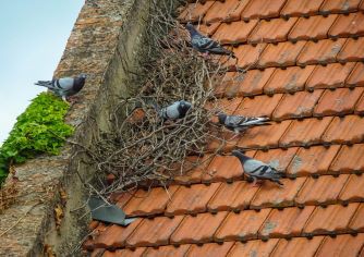  Duivennest op het dak